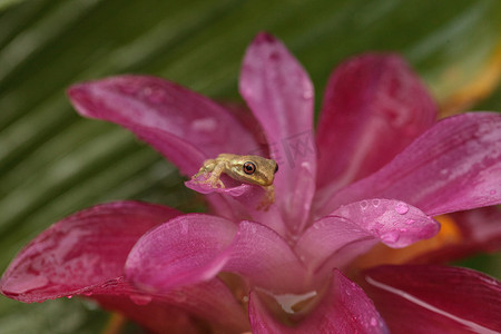 可爱的小松林树蛙 Dryphophytes femoralis 栖息在