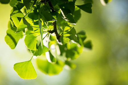 带叶子的银杏树 biloba 树枝