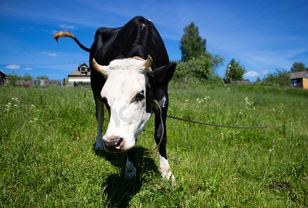 一头好奇的白头黑牛站在蓝天映衬下的绿色牧场上。