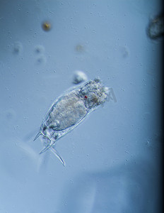 轮虫摄影照片_轮虫作为水滴中的微型浮游生物