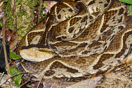 毒蛇摄影照片_Fer-de-lance 毒蛇，天鹅绒毒蛇，热带雨林，哥斯达黎加