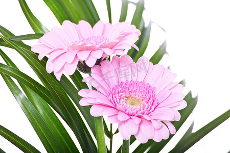 精美粉色摄影照片_精美的粉红色非洲菊