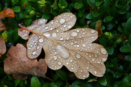 秋天的橡树叶落下，草地上有雨滴