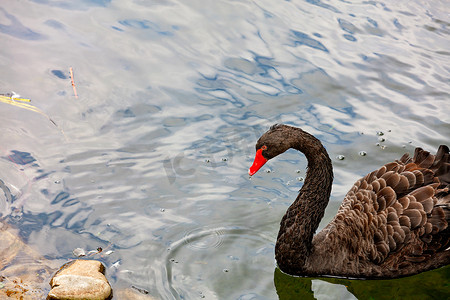一只棕色羽毛的黑天鹅在湖里游来游去。