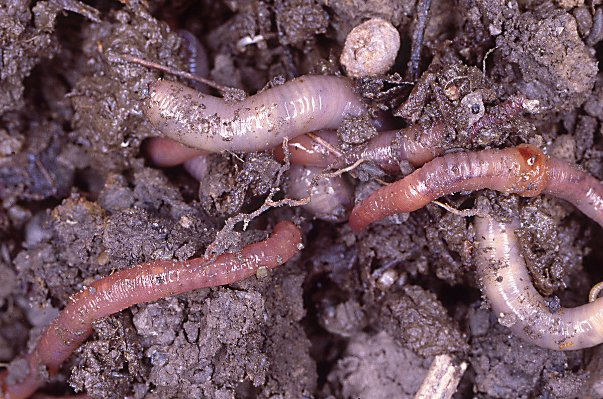 在潮湿土壤中的蚯蚓照片摄影图片_ID:136063506-Veer图库