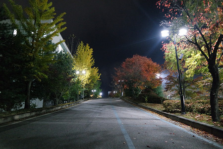 铺砌的人行道或两侧有树木的步行道的夜景