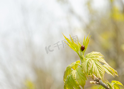 秋装上市背景摄影照片_模糊的浅秋背景中树枝叶子上的瓢虫