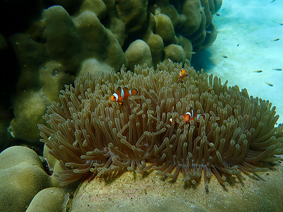 海水下的海洋生物，水下风景摄影