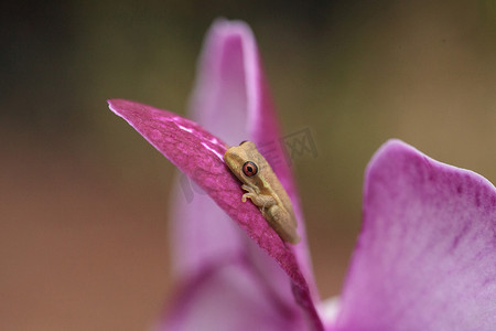 绿色小松林树蛙 Dryphophytes femoralis 栖息在 o