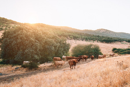 德牧摄影照片_埃斯特雷马杜拉牧场上的奶牛和公牛。