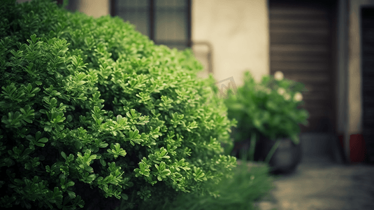 房屋旁的绿色灌木植物