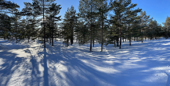 冬季野生公园的全景，松树树干的长影在寒冷的晴天，树的绿枝