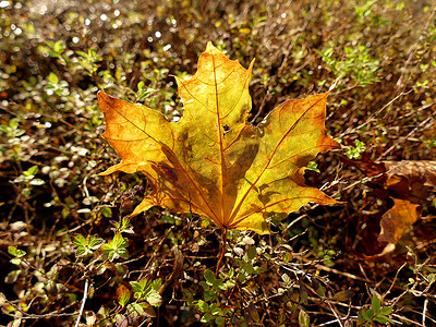 彩色枫叶摄影照片_背光的秋季彩色枫叶