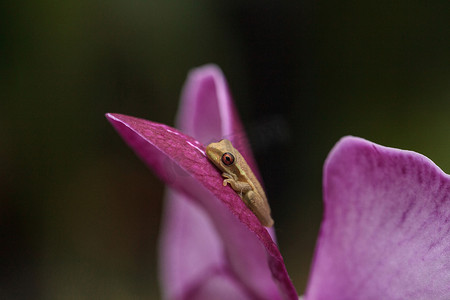 绿色小松林树蛙 Dryphophytes femoralis 栖息在 o