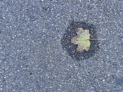 小水池街道上的秋叶
