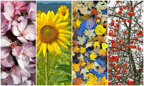 夏秋摄影照片_“四个季节。春、夏、秋、冬。”