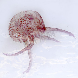 发光的红色粉红色水母 pelagia noctiluca