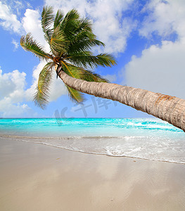 热带完美海滩中的棕榈树
