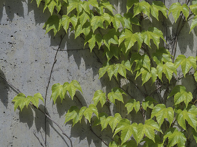 新鲜的郁郁葱葱的绿色常春藤爬在混凝土装饰墙上
