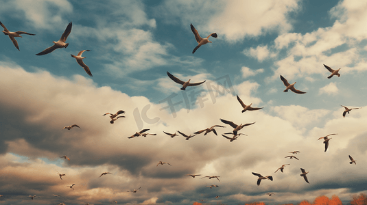一群鸟在多云的天空中飞翔
