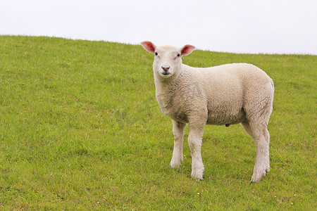绿色草地和草坪上的白羊正在注视着我。