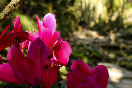 花园中的粉色仙客来花