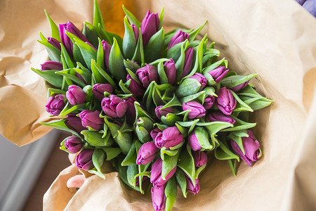 手用工艺纸包裹紫色郁金香花束，母亲节快乐，情人节礼物。