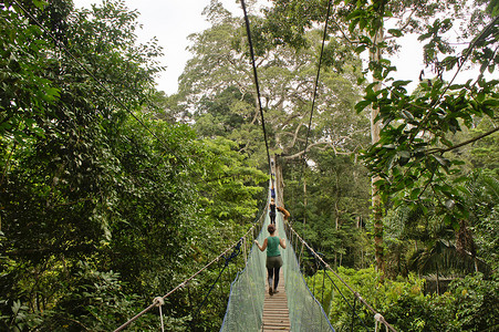 亚马逊盆地丛林，两棵大树之间的吊桥，秘鲁，南美洲