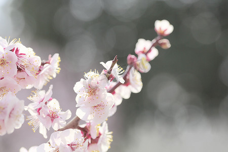 UME 日本梅花