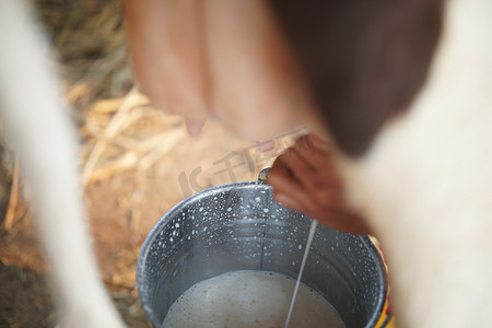 在奶牛场挤奶的奶牛乳头。