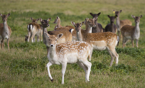 年轻的母鹿群