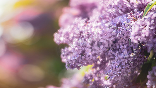 紫色花朵摄影照片_紫色丁香的开花分支