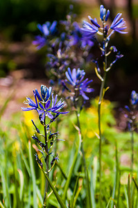 紫色娇嫩的花朵 - 美丽的蓝色花朵风铃。