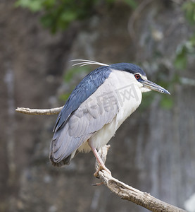 特写黑冠夜鹭，坐在光秃秃的树枝上的 Nycticorax nycticoras，有选择的焦点