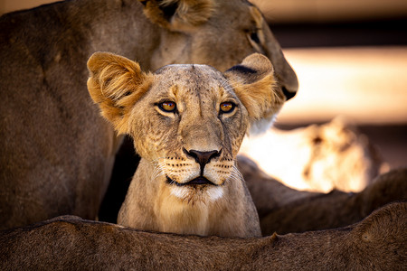 他妈妈两腿之间的一只小狮子正在注视着