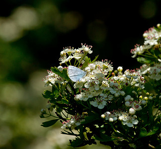 冬青蓝蝴蝶在斑驳的阳光下