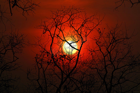 夕阳背靠剪影干树天空上的暗红云
