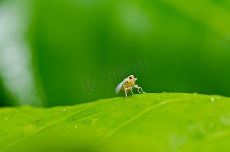 绿色自然中的蚜虫