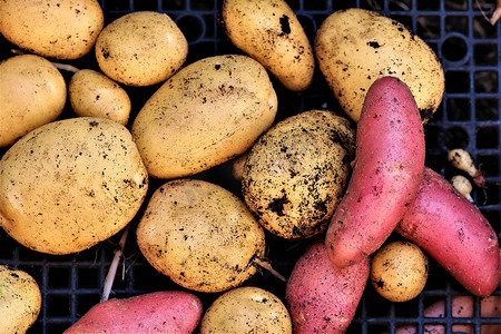 彩色马铃薯摄影照片_收获后混合黄色和红色土豆