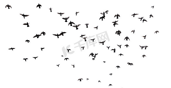 许多鸟在天空中飞翔