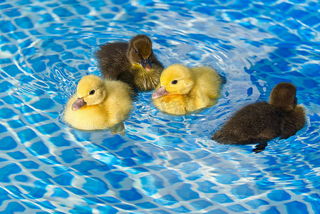 黄色和棕色的可爱小鸭子在游泳池里。