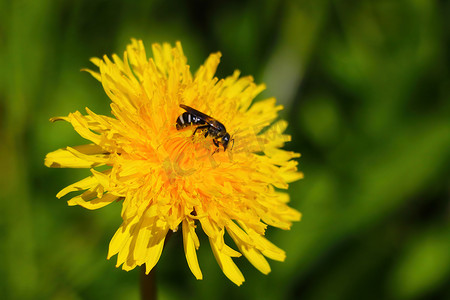 一只蜜蜂的特写，有一朵黄色的蒲公英花。