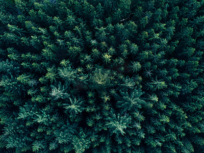 层次感深绿色背景摄影照片_在德国拍摄的超级丰富的深绿色树顶鸟瞰图