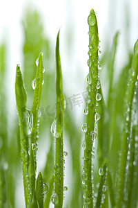 绿草与水滴隔离
