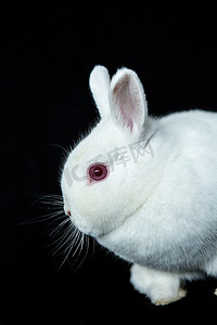 白化病维也纳白兔