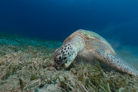 吃海草的母绿海龟。