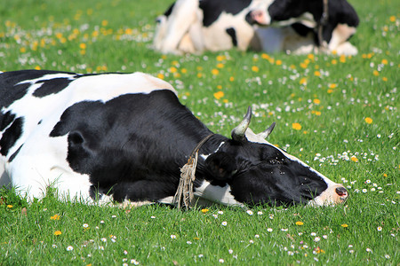 瑞士弗里堡州的奶牛在休息
