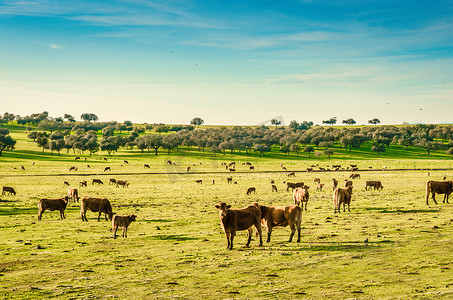 西班牙埃斯特雷马杜拉的动物农场。