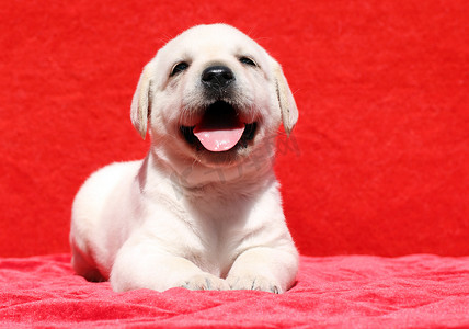 快乐的黄色拉布拉多小狗在红色上微笑的肖像