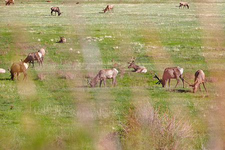 落基山国家公园草地上的麋鹿